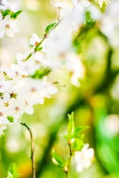 Cherry tree blossom in spring, white flowers as nature background Stock Photos