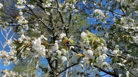 Cherry tree blossom in springtime 스톡 동영상 155516650