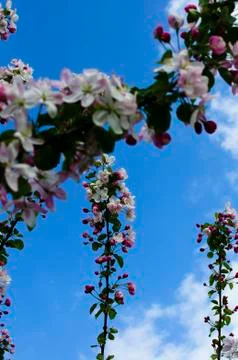 Cherry tree with Blossom in Springtime Foto stock