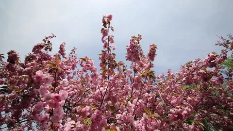 Cherry tree blossom tree in spring Stock Footage 136048370