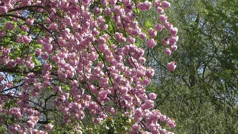 Cherry tree blossom trees wind blowing swinging pink park green 動画素材 74306513