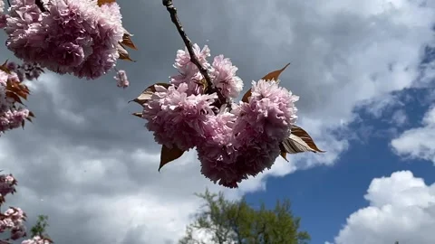 Cherry tree blossom waves in the wind 스톡 동영상 154099815
