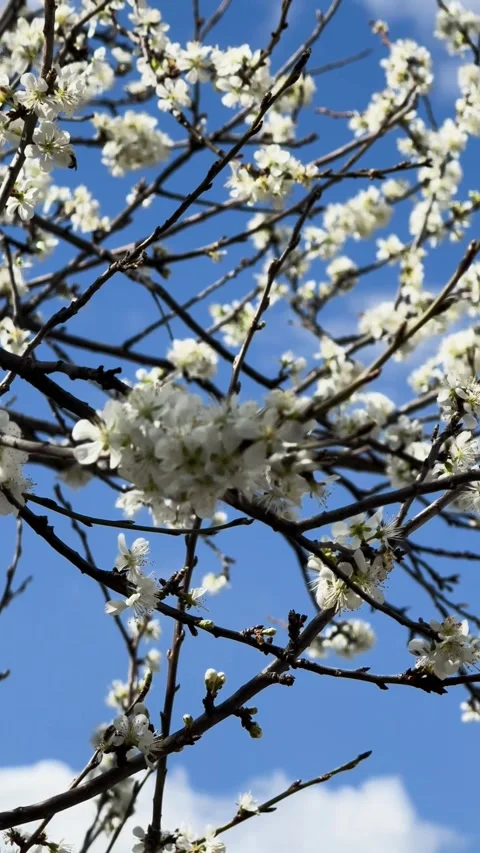 Cherry tree blossom white flower Stock Footage 302388113