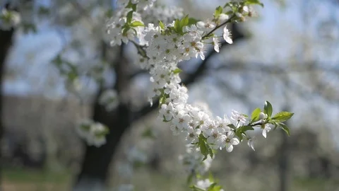 The cherry tree blossomed Video stock 89632537