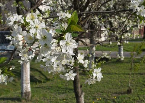 Cherry tree blossoming at spring Stock Photos