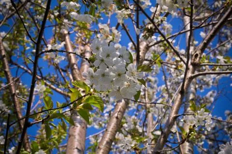 Cherry tree blossoming at spring Stock Photos