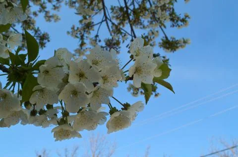 Cherry tree blossoming at spring Stock Photos
