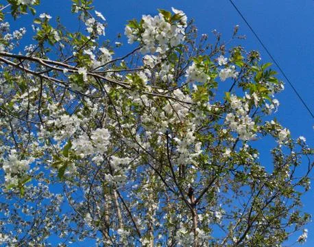 Cherry tree blossoming at spring Stock Photos
