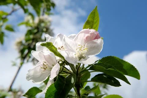 Cherry tree blossoming in spring with white-pink flowers and a blue sky Stock Photos