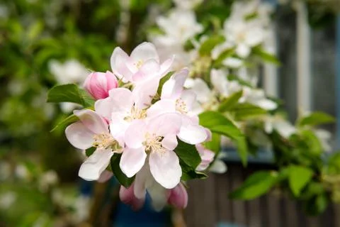 Cherry tree blossoming in spring with white-pink flowers and a cute wooden house Stock Photos