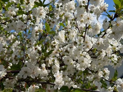 Cherry tree blossoms against blue sky in spring garden. Seasonal flowering, p Stock Photos