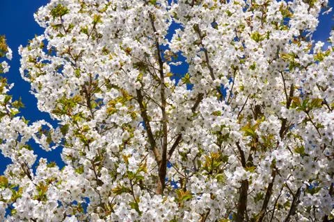 Cherry tree blossoms in april Stock Photos