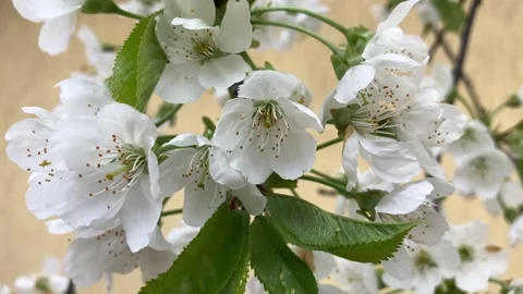 Cherry Tree Blossoms Blooming in Spring Garden 스톡 동영상 342637661