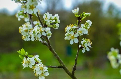 Cherry tree blossoms with blurred background, bright and happy spring landscape Stock Photos