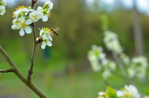 Cherry tree blossoms with blurred background, bright and happy spring background Stock Photos