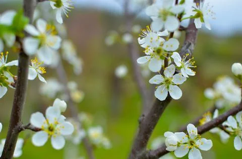 Cherry tree blossoms with blurred background, bright and happy spring landscape Stock Photos