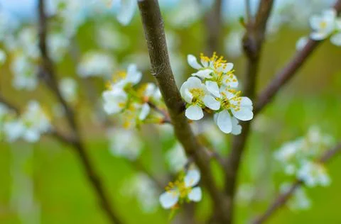 Cherry tree blossoms with blurred background, bright and happy spring landscape Stock Photos