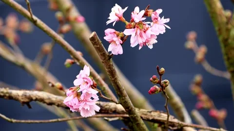 Cherry tree blossoms close up, Prunus subhirtella Stock Footage 173619814