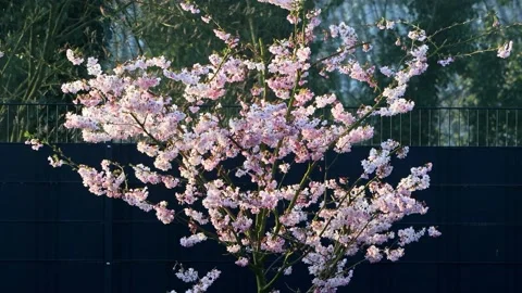 Cherry tree blossoms close up, zoom in, Prunus subhirtella Stock Footage 231039330