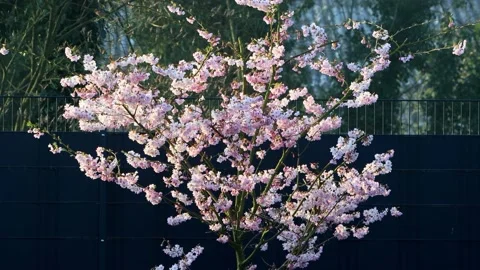 Cherry tree blossoms close up, zoom in, Prunus subhirtella Stock Footage 231097060