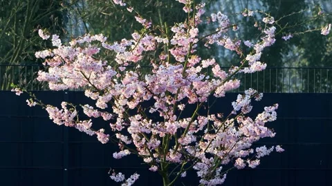 Cherry tree blossoms close up, zoom in, Prunus subhirtella Stock Footage 241917416