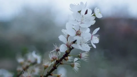 Cherry tree blossoms. Delicate pink flowers on the branch. Stock Footage 315179498
