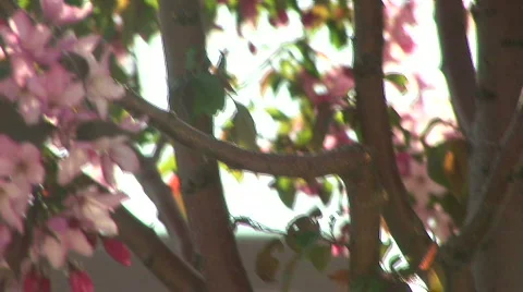 Cherry Tree Blossoms Stockbeeldmateriaal 308422