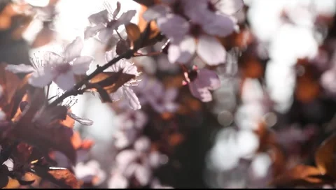 Cherry Tree Blossoms Video stock 2228709