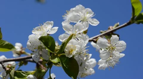 Cherry-tree blossoms Stock Footage 10911668
