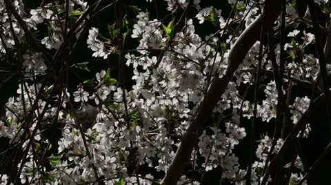 Cherry tree blossoms Stock Footage 22769163