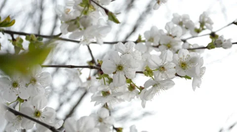 Cherry tree blossoms Stock Footage 37208354