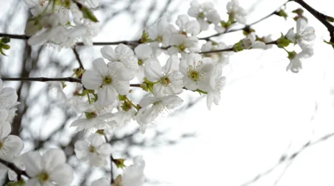 Cherry tree blossoms Stock Footage 37208508