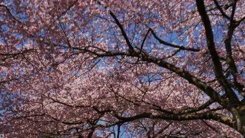 Cherry Tree Blossoms Stock Footage 74691102
