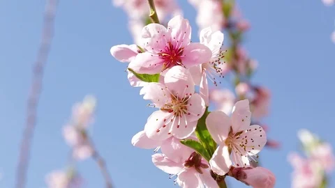 Cherry tree blossoms Stock Footage 74722917