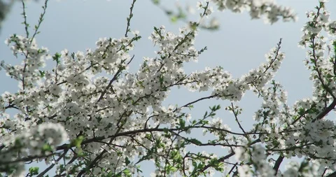 Cherry tree blossoms Stock Footage 105557578