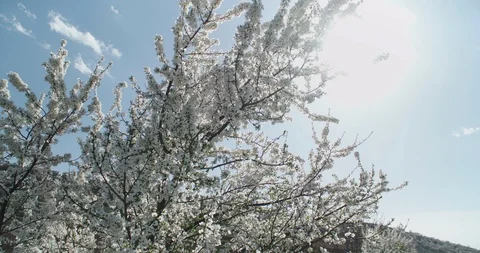 Cherry tree blossoms Vídeos de archivo 105848572