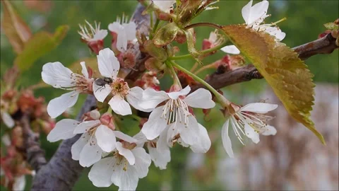 Cherry tree blossoms Stock Footage 131873380