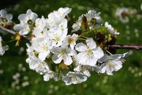 Cherry tree blossoms in front of a meadow Stock Photos