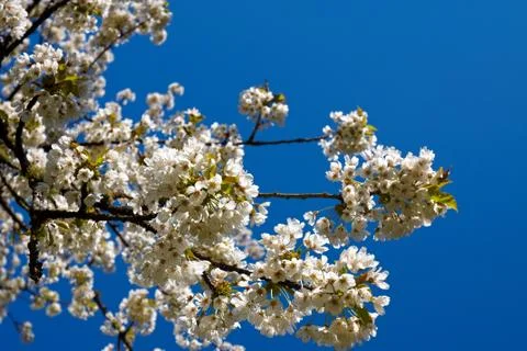 Cherry tree blossoms Foto stock