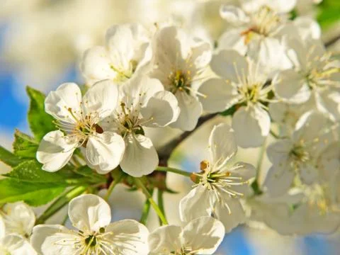 Cherry-tree blossoms. Stock Photos