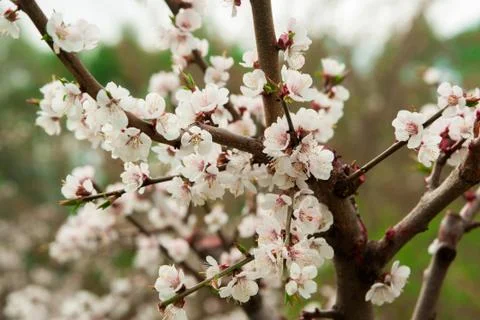 Cherry tree blossoms Stock Photos