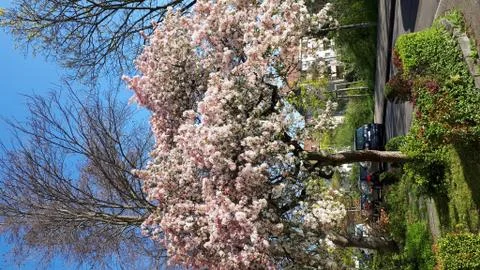 Cherry tree blossoms Stock Photos