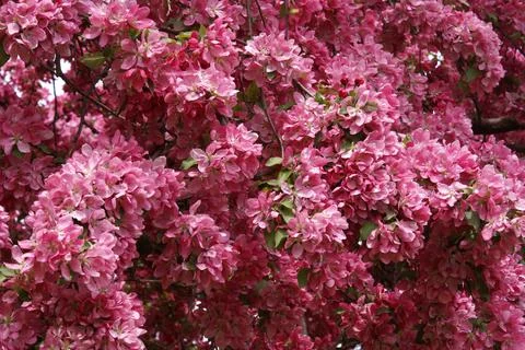Cherry Tree Blossoms Stock Photos