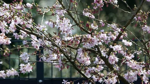 Cherry tree blossoms Prunus subhirtella Stock Footage 244255252