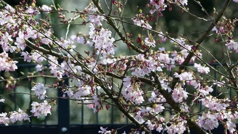 Cherry tree blossoms Prunus subhirtella Stock Footage 246192736
