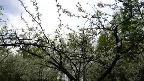 Cherry tree blossoms in spring Stock Footage 89650776