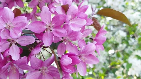 Cherry tree blossoms in spring, pink color, spring flowering 動画素材 131173902