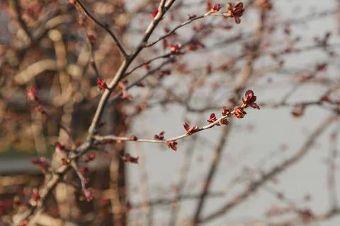Cherry tree blossoms at sunset in springtime with blurry bokeh Foto stock