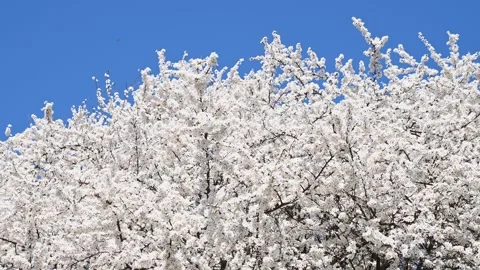 Cherry tree blossoms swaying under clear blue sky during spring morning Stock Footage 331526773