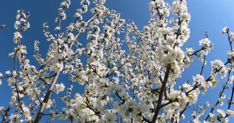 Cherry tree blossoms under a vibrant blue sky during a sunny spring day Stockbeeldmateriaal 326003183
